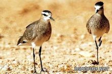 الأهلي السعودي في مصر للقاءات ودية  في القاهرة