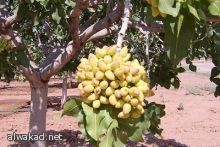 إطلاق بنك إسلامي كبير في 2011 برأسمال 3 مليار دولار لدعم المصرفية الاسلامية