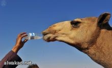 بعد طول غياب : المطربة نادية مصطفى تعود ب”ما اسمح لك” الحان طلال مداح