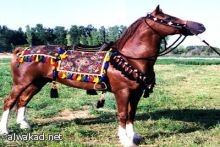 إيران تزيح الستار عن أول طائرة ركاب محلية الصنع