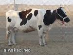 منتج (الحسن والحسين): تركوا 14 مسلسلا إيرانيا مشابها وهاجمونا