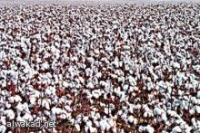 العمل بنظام النوبات هل  له تأثير على المرأة الحمل