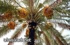 توقعات بطرح آبل هاتف آيفون/4 ارخص ثمنا