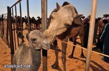 مقو جنسي تنمو كـ«قرون نباتية» والكيلو بـ26 ألف دولار