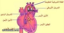 رُبع الأميركيين تزوَّجوا مرتين على الأقل