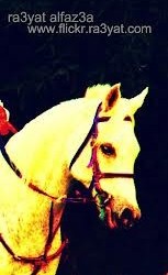 العلوم والتقنية” تنهي مشروع البريد الإلكتروني بعناوين عربية “رسيل”