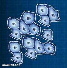 عرض عباءة النبى محمد فى إسطنبول خلال رمضان