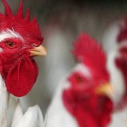الملك سلمان يخاطب العالم ومواطنيه عن نجاح وامان الحج والحجاج الملك سلمان يخاطب العالم ومواطنيه عن نجاح وامان الحج والحجاج