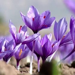 مركز الأزهر العالمي للفلك: توقعات الأبراج والنجوم سحر وشعوذة ولا تملك أي أساس علمي أو ديني مركز الأزهر العالمي للفلك: توقعات الأبراج والنجوم سحر وشعوذة ولا تملك أي أساس علمي أو ديني