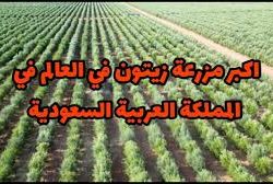 التدريبات الرياضية هي أفضل علاج لأوجاع التهاب مفاصل الركبة