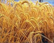 3.5 مليون طن انتاج سوريا من القمح