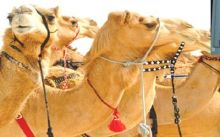 مطاعم مصرية ترفض دخول المحجبات..