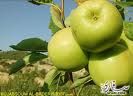 السكر الزائد يرفع ضغط الدم تماماً مثل الملح