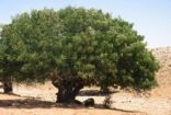 منعا لانقراضها.. استنبات 75 ألف غرسة من شجرة البطم الأطلسي النادرة بحماة