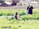 الاكتفاء الذاتي من القمح‮.. ‬بالهندسة الوراثية‮  قريبا في مصر