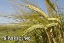 الشعير بدلا عن القمح في اليمن اكثر مردودا اقتصاديا