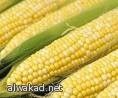 سلالة صينية جديدة من الذرة قد تكون حلا لنقص الغذاء فى افريقيا