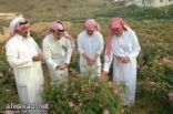 بدء موسم تقليم اشجار الورد في الطائف
