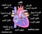 مشاهدة  صور الشرايين المسدودة يزيد نسبة الشفاء