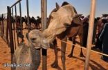 الجمل.. حيوان خجول يتذوق الموسيقى ويحتج على سوء معاملته بالموت