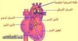 6 حالات تهدد قلبك!