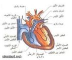 الأسبرين» وزيت السمك يكافحان أمراض القلب والتهاب المفاصل والسرطان