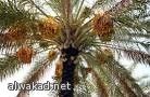 آفة السوس الأحمر تُهدد النخيل ومحصول التمر السعودي