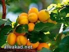 شجرة تنتج 40 نوع فواكه في وقت واحد