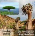 اليونسكو تضم :جزر سقطرى اليمنية لقائمة التراث العالمي  يعزز حضورها السياحي عالمياً