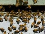 تناقص نحل العسل قد يزيد من أزمة الغذاء