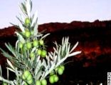 شجرة الزيتون زرعت جنوب الأردن عام 5400 قبل الميلاد