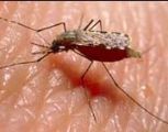 إنجاز علمي" في مجال معالجة الملاريا
