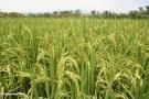 مصر تستأنف تصدير الأرز من بداية ابريل
