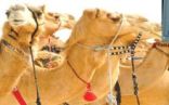 حضرموت تنظم المهرجان الأول لمزاينة الإبل العربي الأصيل