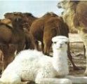 باحث سوداني : حليب الابل يزيد ذكاء الإنسان