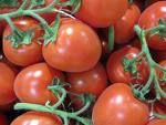 الطماطم تخلص الجسم من الجراثيم وتنشط حركة الكلى