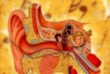 استنبات خلايا جذعية مصطنعة لعلاج الصمم