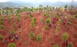 اكتشاف قرابة 10 آلاف شجرة برية من نوع نادر في جنوب غربي الصين