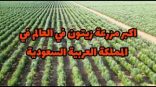 معاصر الزيتون بالجوف تواكب زيادة الإنتاج وتلبي الطلب العالي للمزارعين