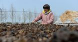 زراعة الفطر الاسود للتخلص من الفقر في شرقي الصين