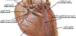 ساعة أبل ترصد اضطراب نبض القلب في دراسة أمريكية ضخمة